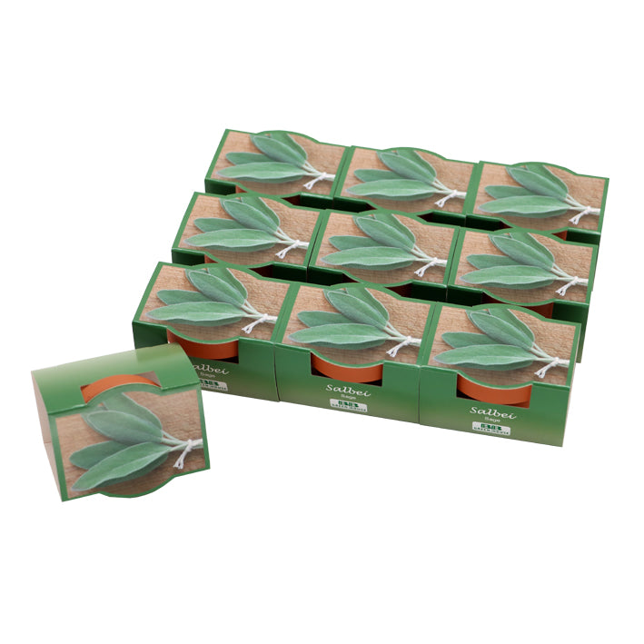 10er Mini-Pflanzset "Salbei"