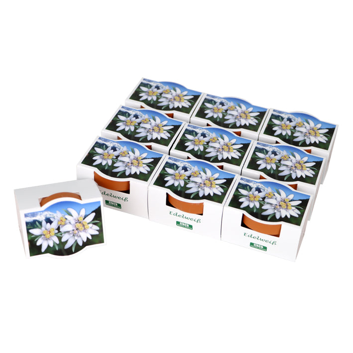 10 Mini-Pflanzset "Edelweiß"