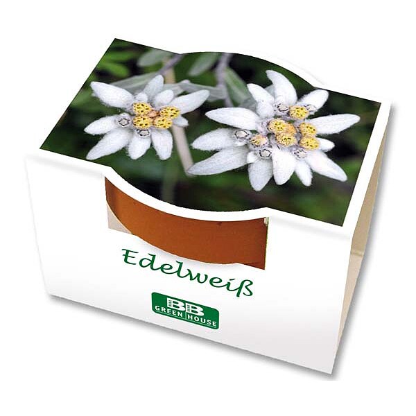 Mini-Pflanzset "Edelweiß"