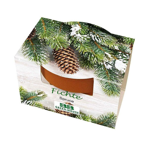 Mini-Pflanzset "Fichte"
