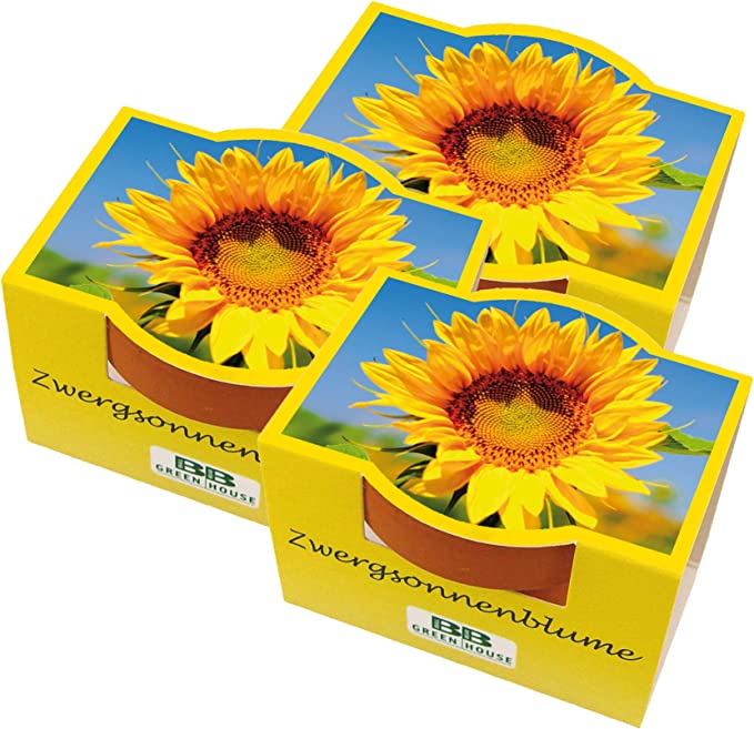 3er Set Mini-Pflanzset "Zwergsonnenblume"