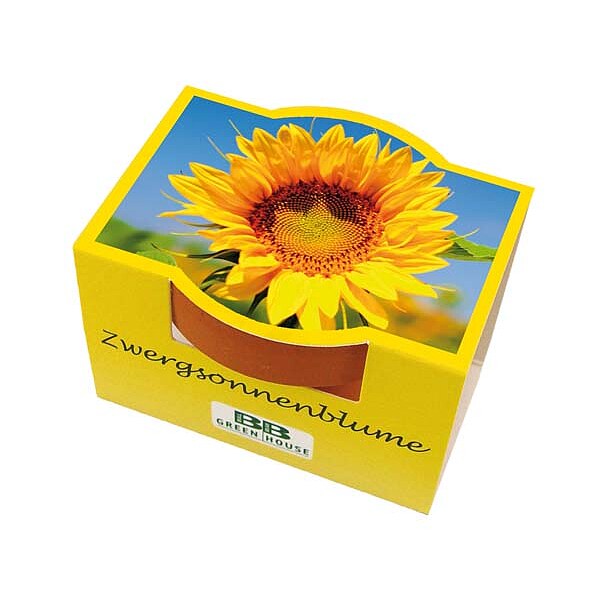 Mini-Pflanzset "Zwergsonnenblume"