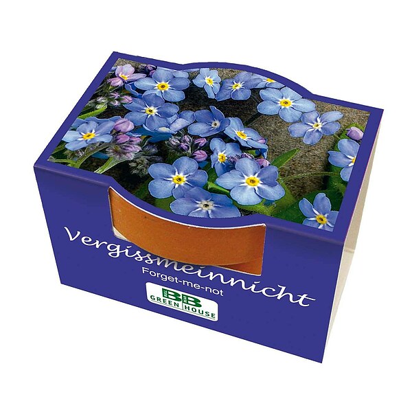 Mini-Pflanzset "Vergissmeinnicht"