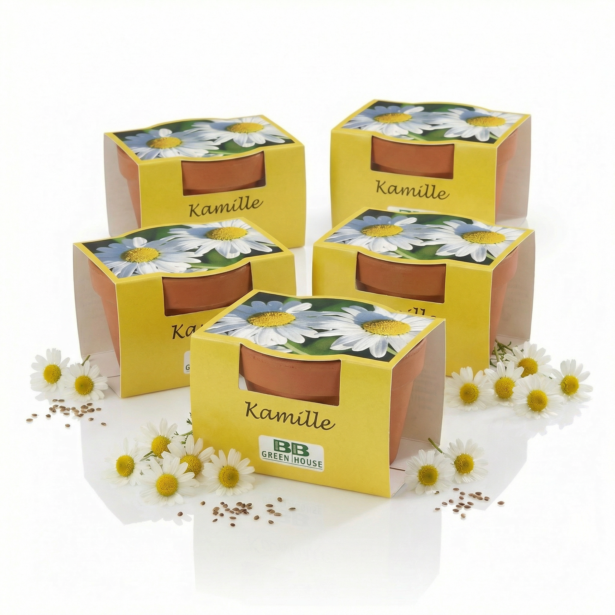 Mini-Pflanzensets "Kamille"