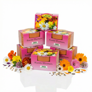Minipflanzenset Bunte Blumen 5 Stk.