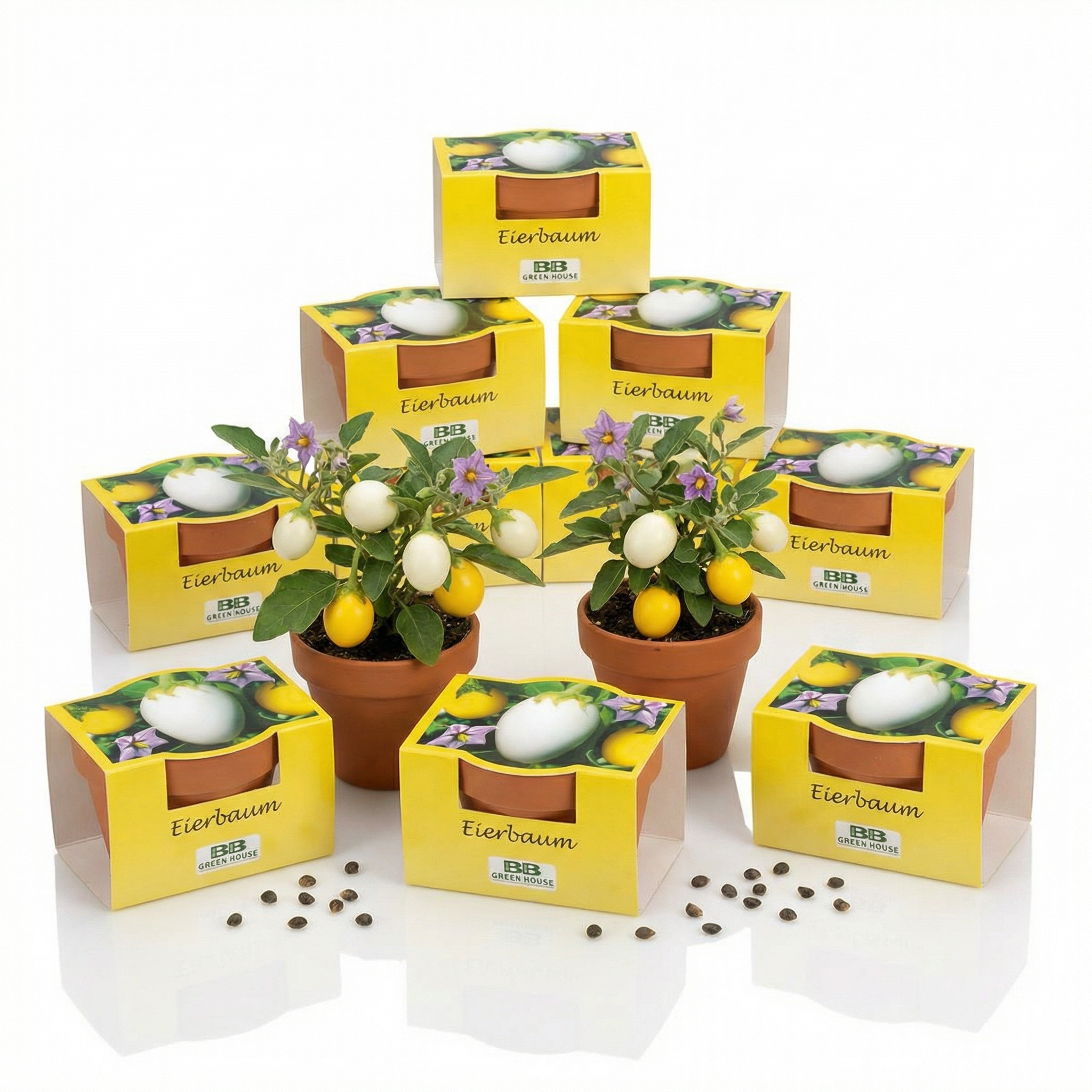 10 Stk. Minipflanzenset Eierbaum