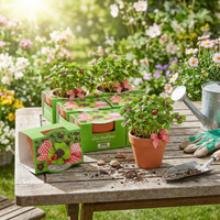 10er Set Mini-Pflanzset "Glücksklee"