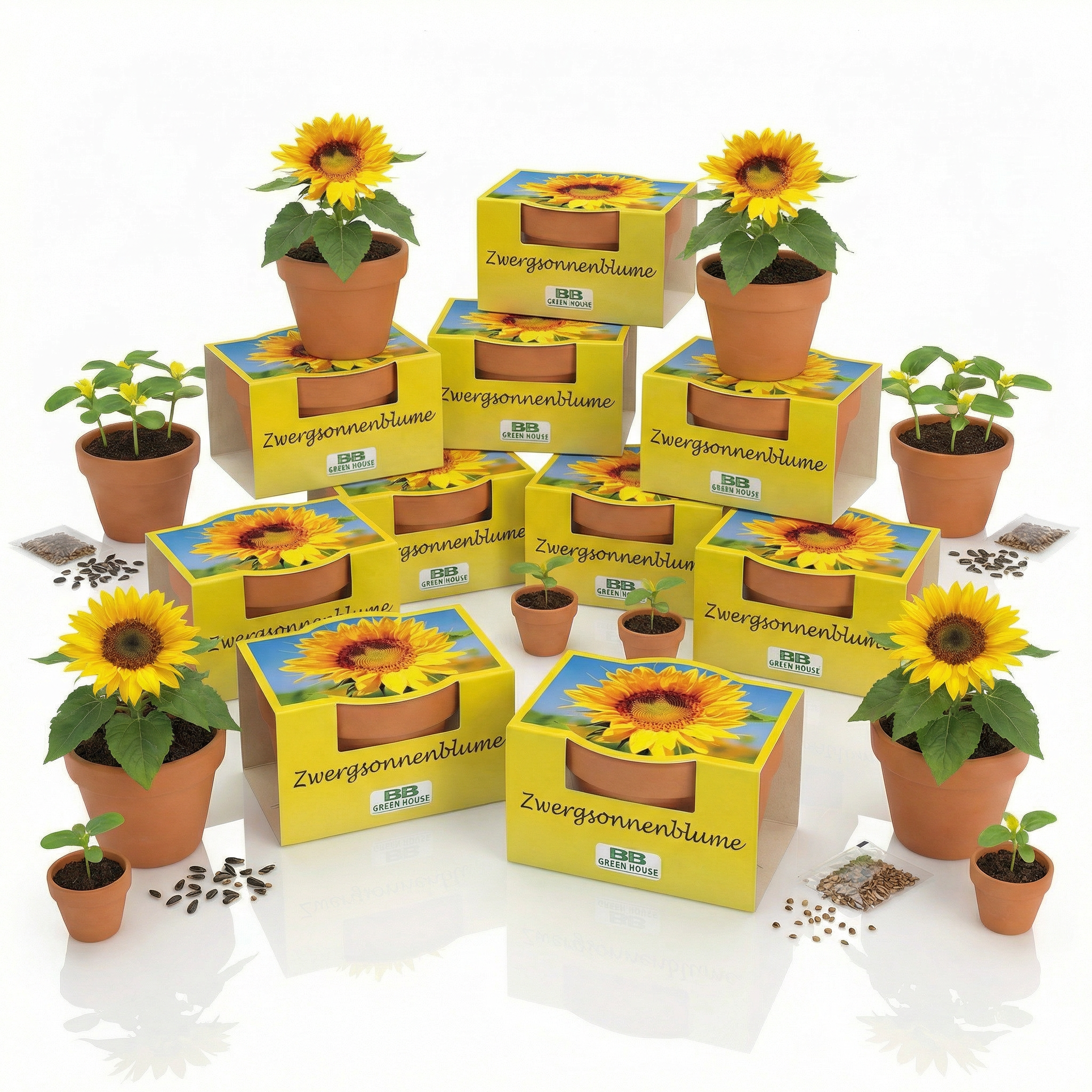 Mini-Pflanzsets "Zwergsonnenblume"