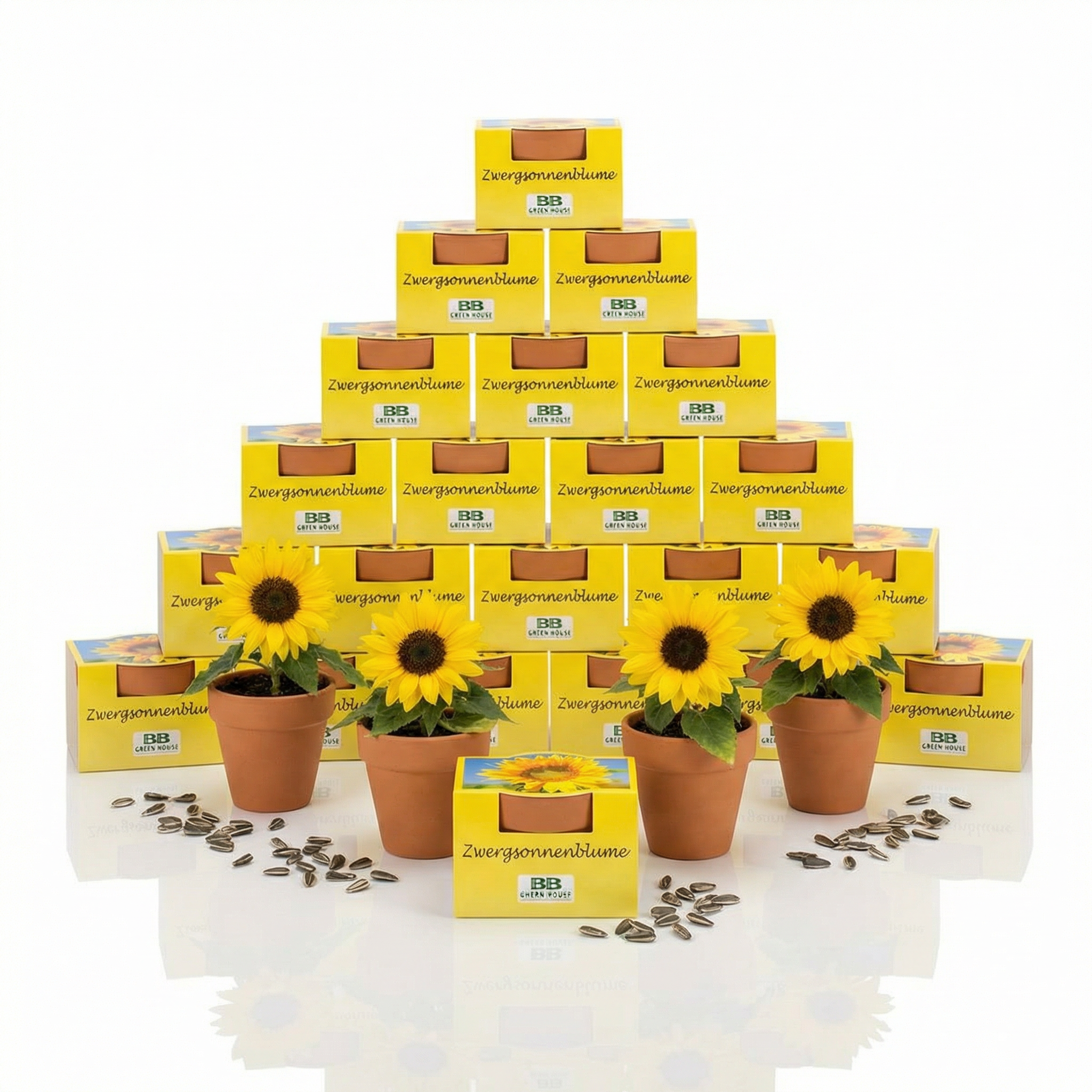 Mini-Pflanzsets "Zwergsonnenblume"