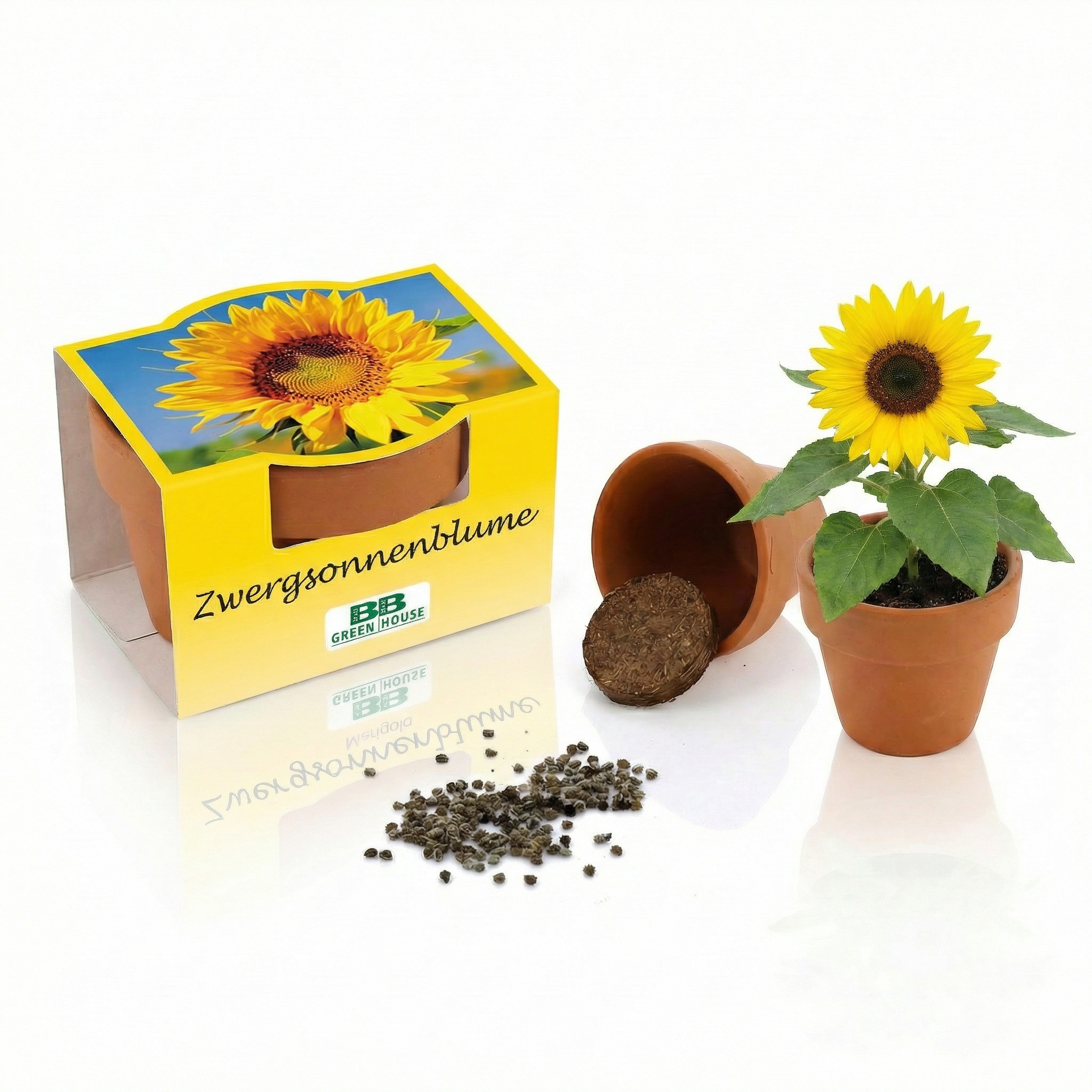 Mini-Pflanzsets "Zwergsonnenblume"