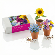Pflanzset ''Blumen-Trio''