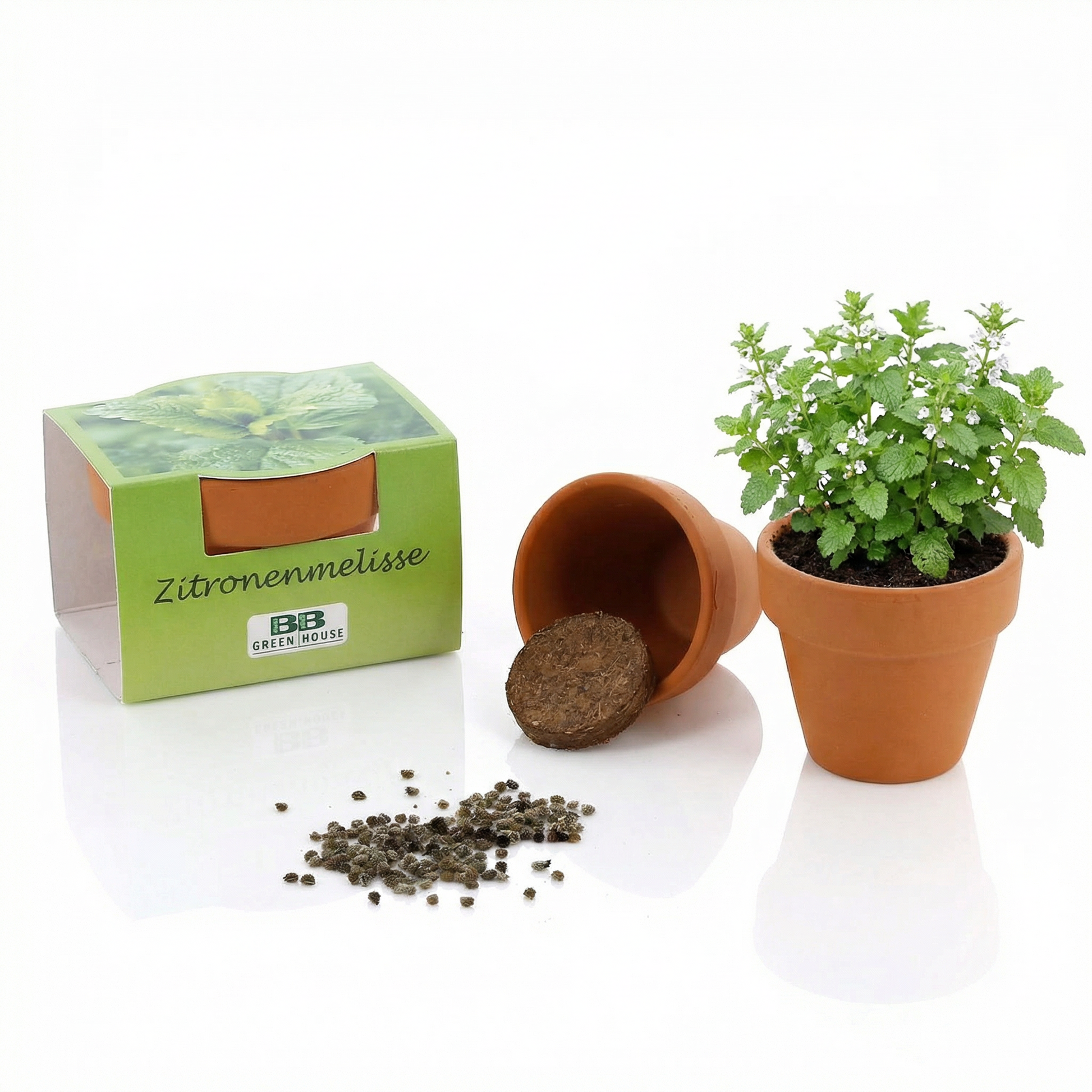 Anzuchtset Minipflanzenset Zitronenmelisse