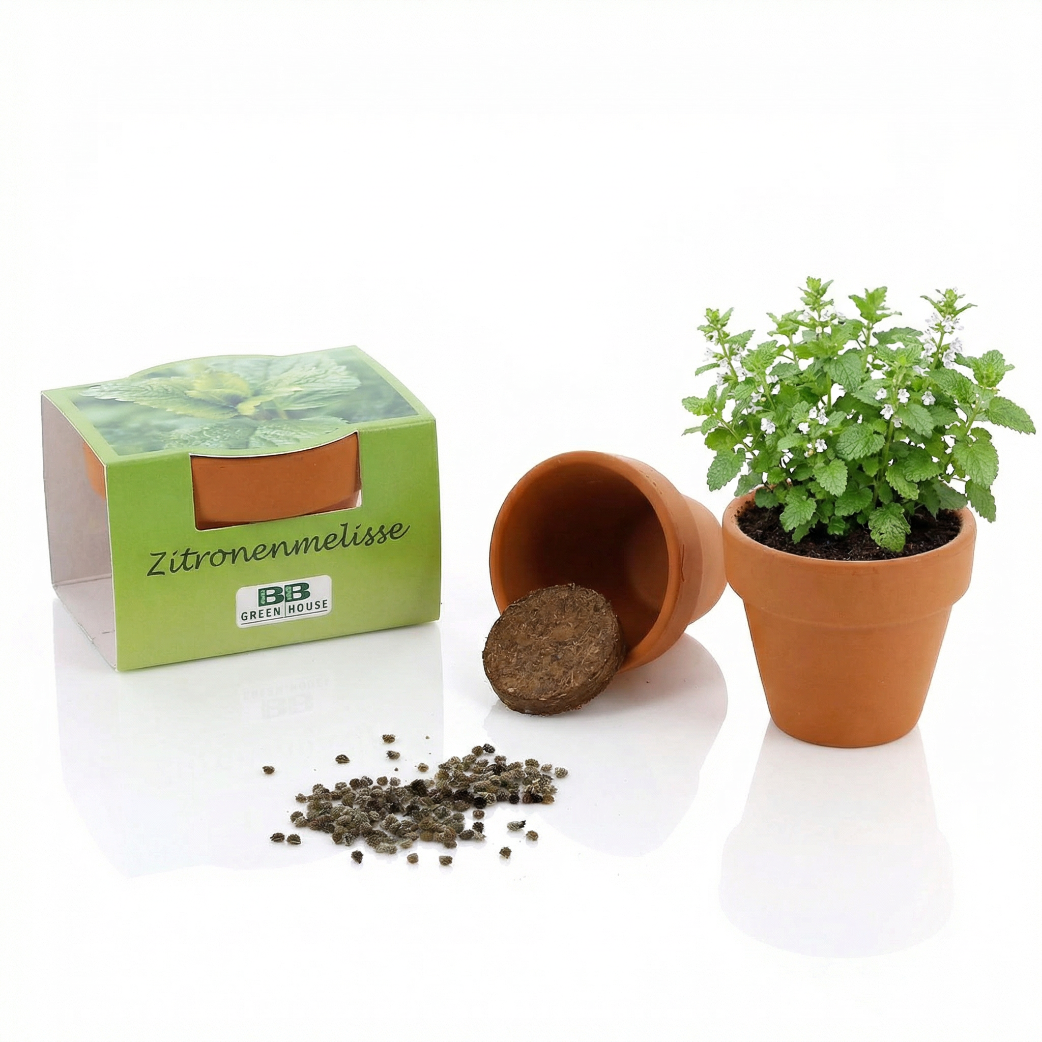 Anzuchtset Minipflanzenset Zitronenmelisse