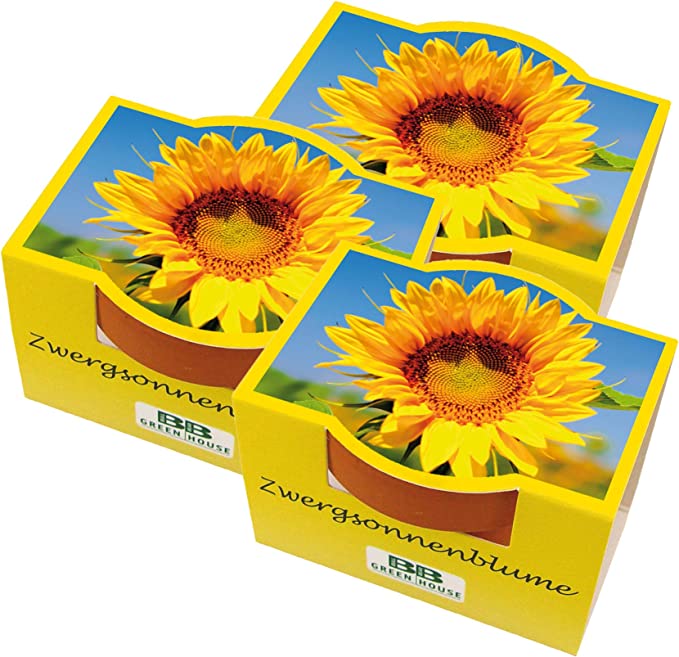3er Set Mini-Pflanzset "Sonnenblume"